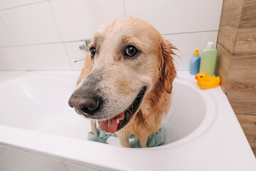 Closeup portrait of face of adorable golden retriever dog standing in the bath wearing towel and looking at the camera. Funny wet doggy pet after cleaning. Cute labrador after shower