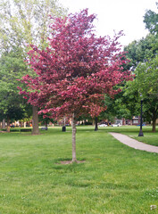 Beautiful, red oak (Quercus rubra) in the middle of a green meadow in the park