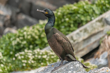 European shag - Gulosus aristotelis - standing on rock with stone and green grass in background. Photo from Hornoya Island in Norway.