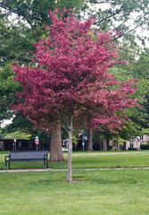 Beautiful, red oak (Quercus rubra) in the middle of a green meadow in the park
