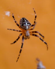 European Cross Spider Araneus Diadematus