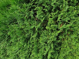 Tuja thuja szmaragd macro żywopłot 