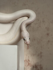 White ball python (Python regius), studio shot