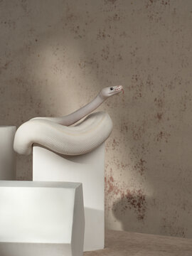 White ball python (Python regius), studio shot
