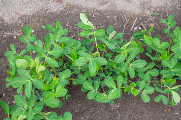 花咲く家庭菜園の落花生