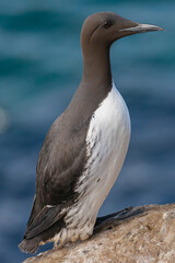 Common murre or common guillemot - Uria aalge - standing alone on cliff with blue water of Barents Sea background. Photo from Hornoya Island in Norway