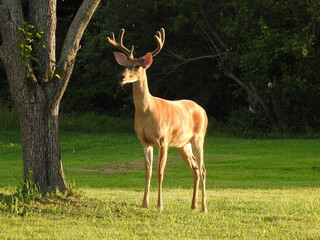Naklejka na ściany i meble Whitetail buck with his antlers in velvet, standing in the green grass, in a backyard in Cecil county, Maryland.
