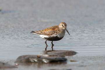 Dunlin - Calidris alpina - wading in the water. Photo from Nesseby at Varanger Penisula in Norway.