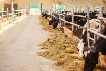Obraz premium Cows in the barn eating hay, head of a cow. Milk production on a dairy farm.