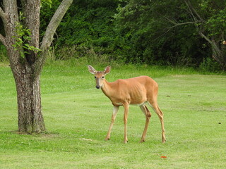 Fototapeta premium A hungry whitetail doe, standing in the green grass, visiting to eat corn feed, in a backyard in Cecil County, Maryland.