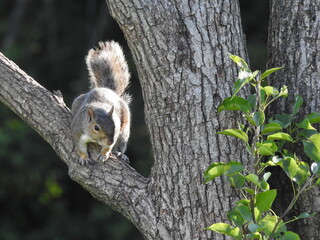 A cute Eastern gray squirrel perched in a tree, on a sunny afternoon, in Cecil County, Maryland.