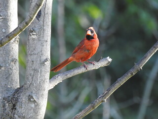 A male, Northern Cardinal, perched on a branch in Elkton, Cecil County, Maryland.