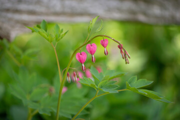 pink bleeding hearts