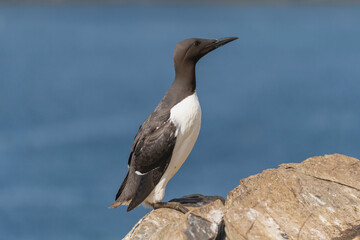 Common murre or common guillemot - Uria aalge - standing alone on cliff on blue water of Barents Sea background. Photo from Hornoya Island in Norway