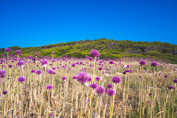 fiori d'aglio selvatico alle isole tremiti