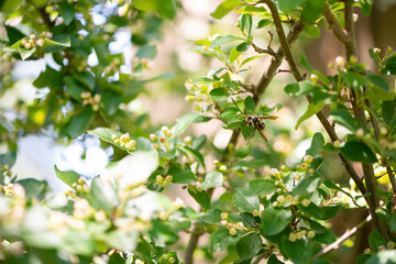 Bees in Flowers