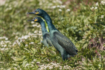 Couple of european shags - Gulosus aristotelis - standing with green grass in background. Photo from Hornoya Island in Norway.