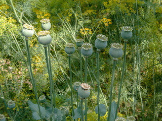 Baskets of poppy sway in the wind against the background of dill, close-up, selective focus