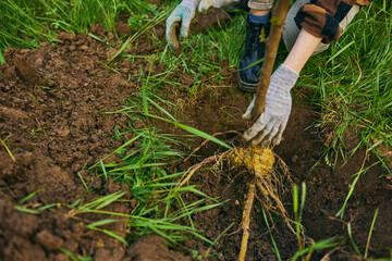 hands of a woman in gray work gloves planting a plant in the ground