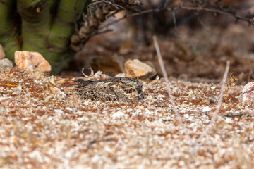 A lesser nighthawk, Chordeiles acutipennis sitting on her egg on a ground nest in the Sonoran Desert. Palo verde trees, prickly pear and rocks, along with stunning camouflage protect the bird nest.