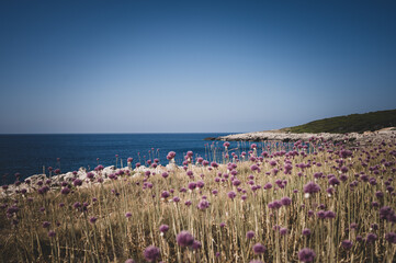 fiori d'aglio selvatico alle isole tremiti