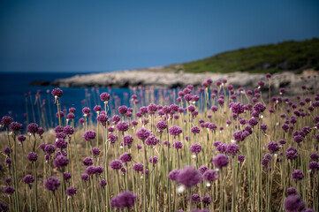 fiori d'aglio selvatico alle isole tremiti