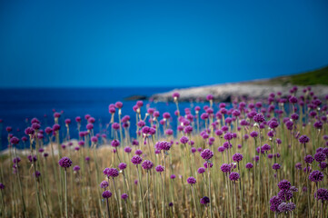 fiori d'aglio selvatico alle isole tremiti