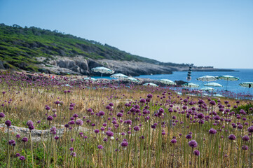 fiori d'aglio selvatico alle isole tremiti