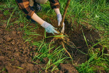hands of a woman in gloves planting a young tree in the ground, top view