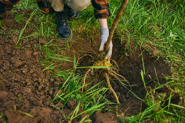 hands of a woman in gloves planting a young tree in the ground, top view
