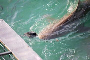 Bronze shark approaching the submerged cage of a shark watching boat in Gansbaai in South Africa, this part of the Atlantic Ocean is full of great white sharks in its deep waters.