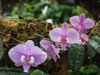 Phalaenopsis schilleriana is an orchid of the Phalaenopsis genus of the Epidendroideae subfamily of the Orchidaceae family. natives of the philippines - obrazy, fototapety, plakaty