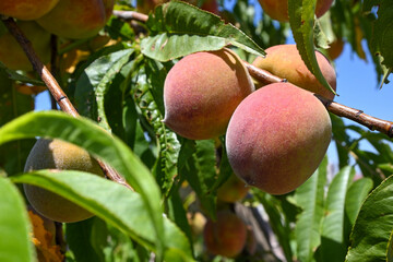 organic peaches on tree branch
