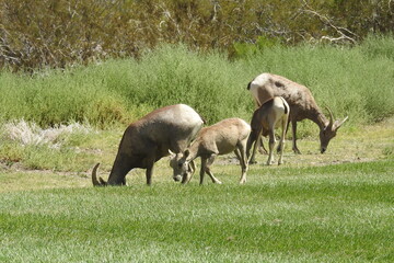 A herd of desert bighorn sheep feeding on the grass in Hemenway Park, Boulder City, Nevada.
