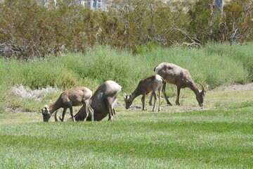 A herd of desert bighorn sheep feeding on the grass in Hemenway Park, Boulder City, Nevada.