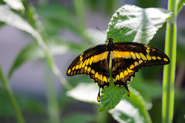 Beautiful butterflies in Montreal Insectarium