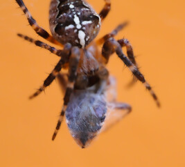 European Cross Spider Araneus Diadematus Eating Cought Insect In Web