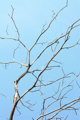 dry branch of dead tree. dry branch of tree on sky background. Dry wooden stick on sky background.