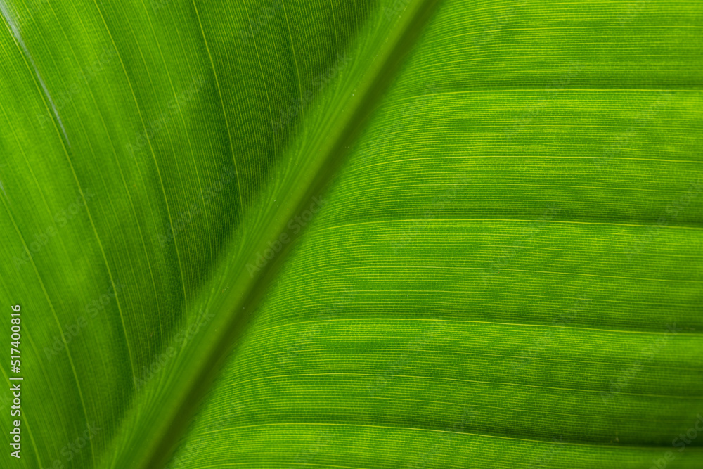 Sticker green leave texture pattern close up