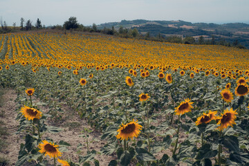 Obraz premium A big sunflowers field in summer in Italy