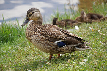 Mallard duck on grass, water in background