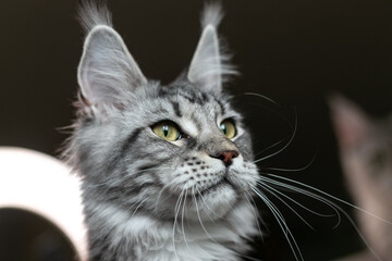Portrait of a young charming Maine Coon cat with tassels on her ears. Close-up. Beautiful long-haired Maine Coon cat.