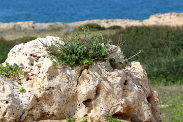Green plants and flowers grow on rocks and rocks