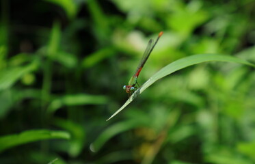 Angle view of an Orange-tailed marsh dart damselfly's face