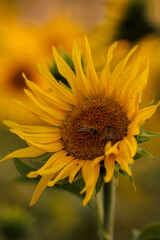 Sunflower closeup with insects