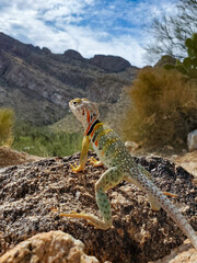 Eastern collared lizard, Crotaphytus collaris, basking in the sun on a rock, in the Sonoran Desert with prickly pear cactus in the background in the Catalina Mountains north of Tucson, Arizona, USA.