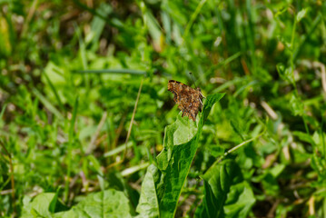 Comma butterfly (Polygonia c-album) with closed wings sitting on a green leaf in Zurich, Switzerland