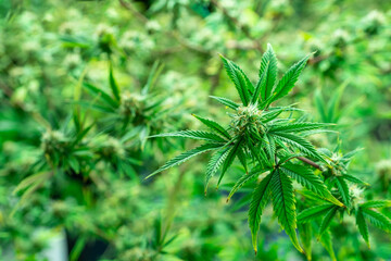 Background Texture of Thick Cannabis Plants Growing Indoor for background or backdrop.