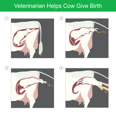 Veterinarian Helps Cow Give Birth. Illustration a calf first birth by it helps from the veterinarian.. © PATTARAWIT