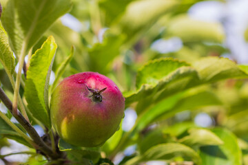 Close up view of red-green apple with raindrops on apple tree on summer day.